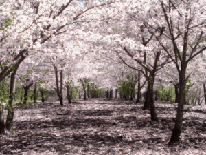 SakuraHealed