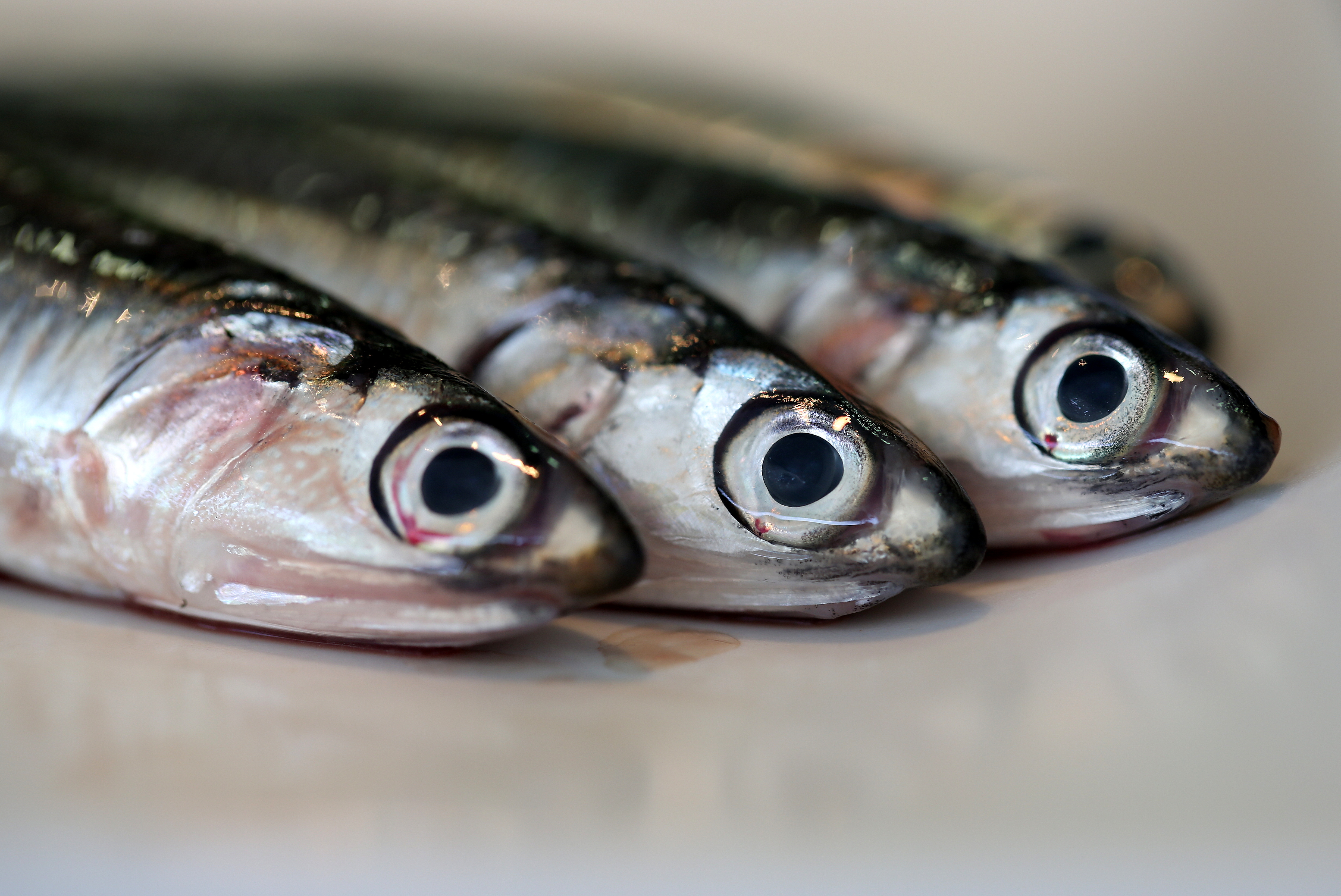 mackerel fish
